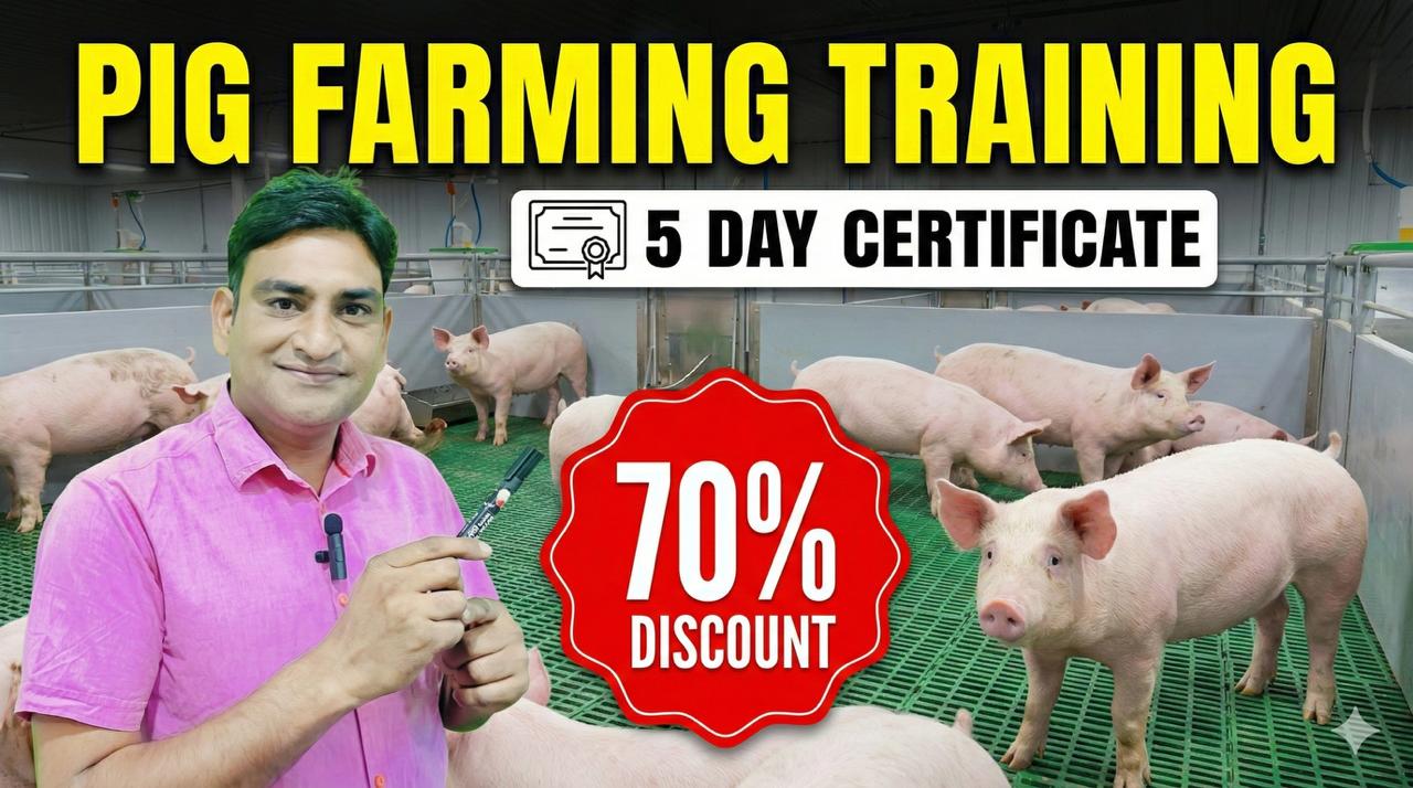 Pig farming Training